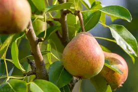 梨树栽培技术与管理，做好这几点增产增收益，深受果农追捧图片