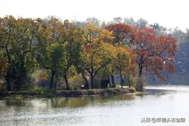 南京：钟山景区泛红呈黄 周末赏秋好不惬意图片