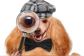 护毛（发）素真的是每只毛孩子的必需品吗？一文解答你所有问题图片