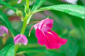 有退休金的女人，为啥不愿再找老伴呢？62岁女人：真心伤不起图片