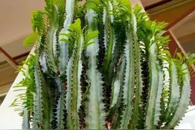 养龙骨3多1短很给力，长出九柱形，窜屋顶3米高，威风凛凛来镇宅图片