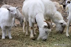 养100只羊需要多少成本？一年能赚多少钱？我们来计算一下图片