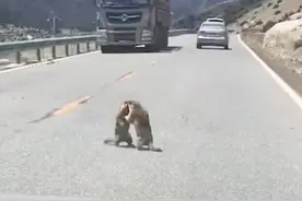 路上发生堵车，以为有交通事故，走到前面后，被这画面逗乐了图片