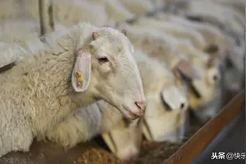 养羊急症处理方法，让养羊变得不再难图片