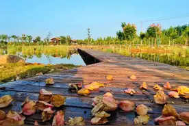 花海、苇荡、水鸟……秋天的童话，藏在洛龙区的这片湿地里图片