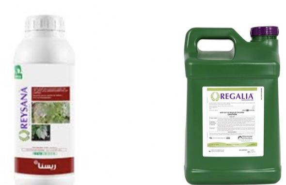 西甜瓜绿色防控—植物诱导免疫及其在西甜瓜防病中的应用