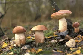 白牛肝菌有什么特点，为什么推荐多吃？图片