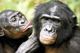 倭黑猩猩：没有一次交配解决不了的事情，如果有那就两次图片