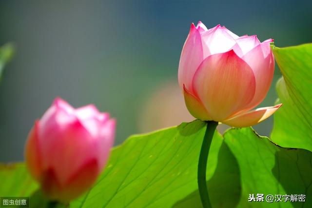 知道“孤芳自赏”还不够，15个“芳”字成语大全，写好作文不发愁