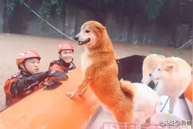 生死面前，人和猫狗一样，致敬灾难中为动物撑起一片天的人们图片