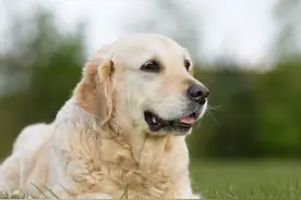 发病100%死亡，可防不可治的狂犬病了解一下？图片