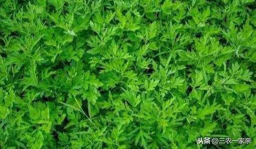 四种常见食物喂鸡，鸡养的又肥又靓，家家都有