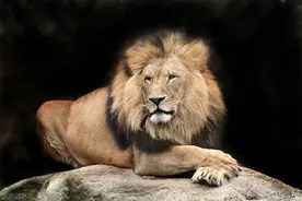 狮子是犬科动物？明明是正宗猫科，为何狮子被开除“猫籍”？图片