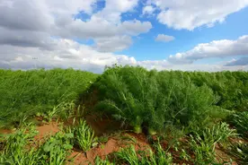 带你了解小茴香的栽培技术，与病虫害防治，需要的朋友可以收藏图片