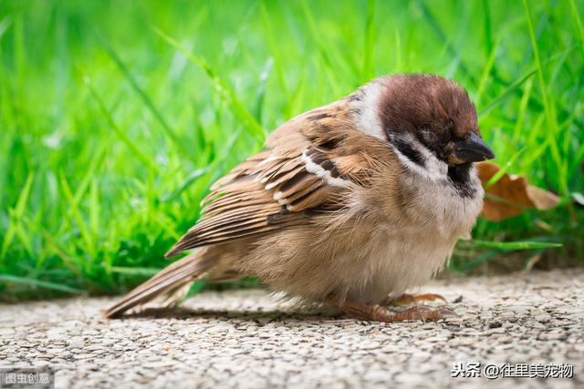 详解宠物鸟饲养过程中，常见内、外科疾病的症状及防治方法