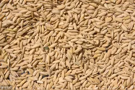 水稻浸种催芽关键技术（完全版）图片