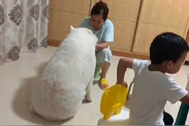 姥姥在喂狗子吃饭，看它背影忍不住笑了：喂猪饲料养大的吧？图片