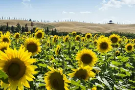 云赏人生必去50个地方之意大利托斯卡纳，尽享田园生活图片