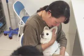 医生给12岁的京巴打针，狗狗害怕的样子像极了小孩图片