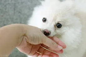 狗狗若是有这些行为习惯，连人带狗，都容易让别人讨厌图片