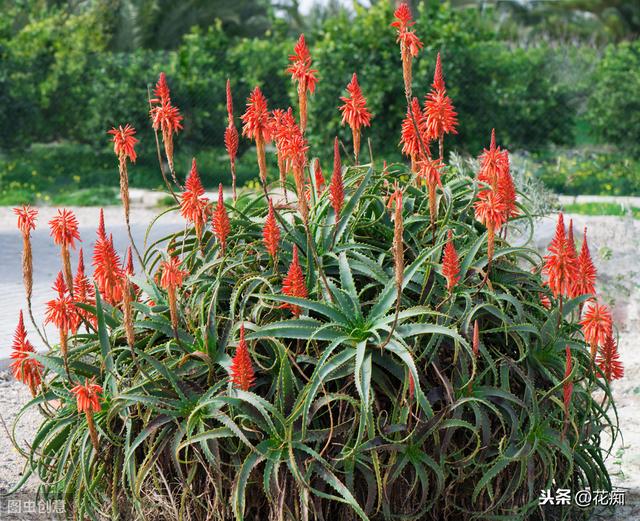芦荟开花预兆是什么（家里的芦荟开花了）