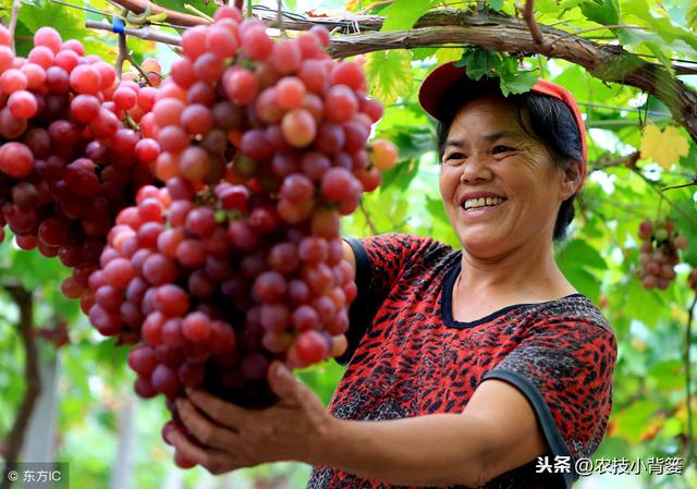 葡萄为什么必须补钙？什么时间补？如何补？用什么方法、什么肥？