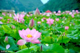 在地下沉睡了1000年的古莲子，经科学家培育，竟然发芽开花了图片