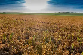 草甘膦除草讲究多，使用方法别错了，农户注意5点，安全又高效图片