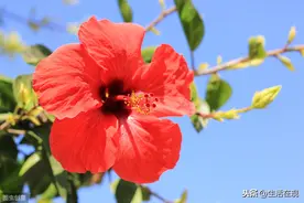 扶桑花红似火焰（六·一儿童节献给茁壮成长的孩子们）图片