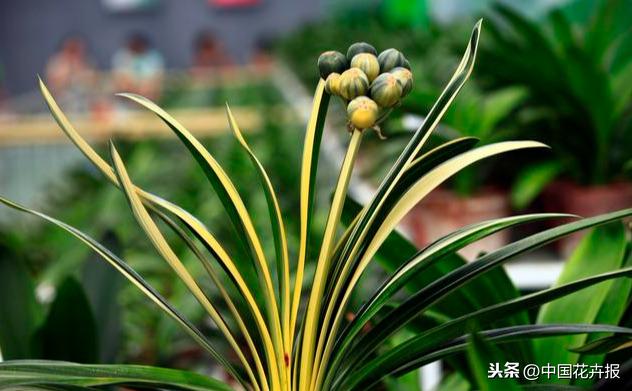 教师节到了！能送给老师的除了鲜花束，还有这几种花