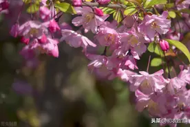 海棠无香且看着娇气，为什么豪放的苏轼却钟情海棠，再三写它？图片