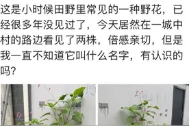 遇到不认识的植物只会问网友？学会这一招，你也是植物牛人图片