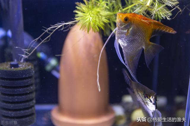 鱼缸水有腥味怎么处理？