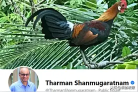 被部长点名的新加坡野鸡，居然是8000岁的祖宗图片