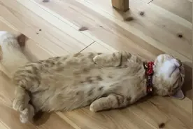 橘猫累到虚脱，四仰八叉躺在地板上呼呼大睡，网友：没电了图片