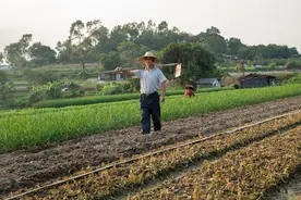 农村荒地越来越多，背后的原因耐人深思，两种原因，两种解决方案图片