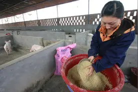 一百多斤的猪这样喂才能长得快图片