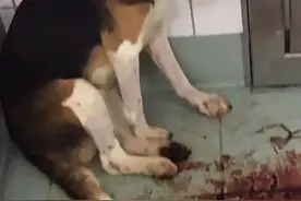 恐怖的德国动物实验室宛如“受刑场”，有员工良心不安辞职离开图片