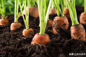 夏秋播胡萝卜露地栽培过程中，需要注意这些事项，才能取得高产图片