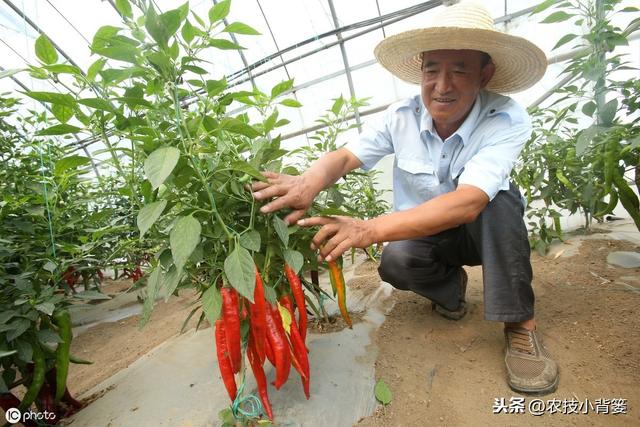 腐殖酸（肥）对土壤作物有大价值，但要注意功效特性与使用方法