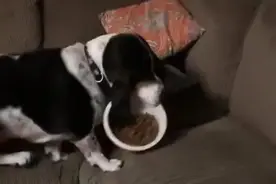 狗狗叼着狗碗躺沙发上吃饭爆红！网友：稳如老狗，像极了我在家？图片