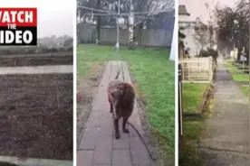 迎寒冷天气 澳大利亚墨尔本出现罕见降雪图片