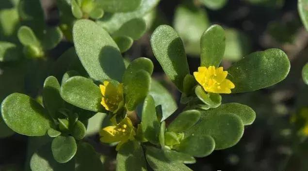 养鸡人都在收藏，农村随处可见廉价中草药，养鸡调理肠道用这些