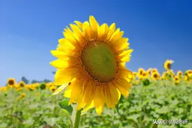 华东师范大学2020年历史学硕士研究生招35人图片