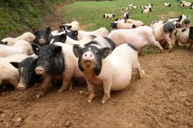 正宗的巴马小香猪卖多少钱一只呢？香猪品种选择决定养殖成本利润图片