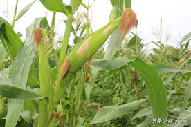 玉米种植是否可以采取育苗种植方式，应该注意什么？图片