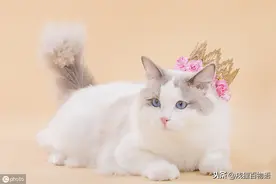 喂了生骨肉的猫咪会有野性？关于生骨肉的好处，你都想不到好吗图片