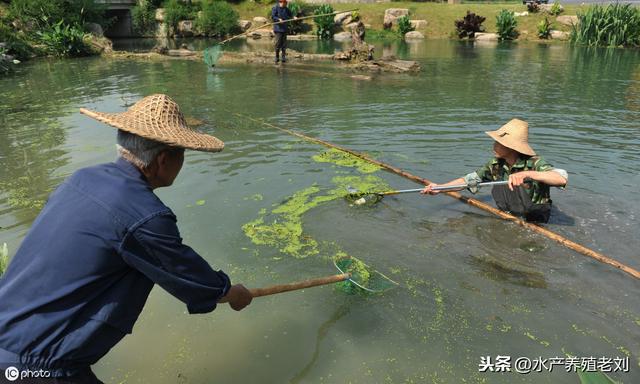 肥水会导致青苔爆发？大部分养殖户已中招