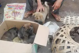 老人在集市上卖狗，路人看了一眼后都嫌弃地离开了：原来是土狗啊图片