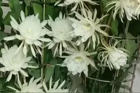 蹲守“昙花”一整夜，拍的花开又花落，月下美人，名不虚传图片